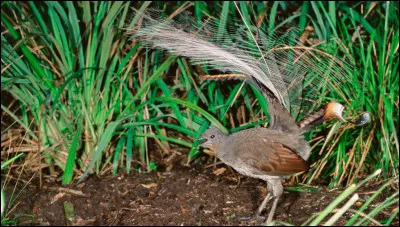 Animaux : Dans quel pays vit exclusivement le ménure appelé aussi oiseau-lyre ?