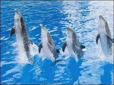 Quel verbe est utilisé pour désigner le cri des dauphins ?