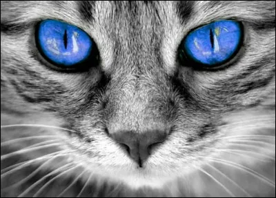 Quel est ton plus grand défaut ?