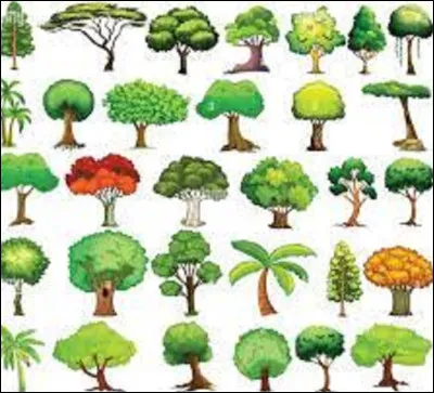 Quel essence d'arbres est très majoritaire dans le Morvan ?