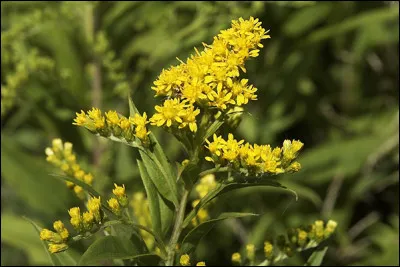 Quelle(s) est/sont l'/les utilisation(s) de la gerbe d'or dans ''LGDC'' ?