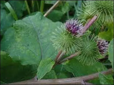 Quelle(s) est/sont l'/les utilisation(s) du glouteron dans ''LGDC'' ?