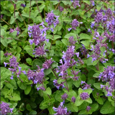 Quelle(s) est/sont l'/les utilisation(s) de l'herbe à chat dans ''LGDC'' ?