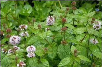 Quelle(s) est/sont l'/les utilisation(s) de la menthe aquatique dans ''LGDC'' ?