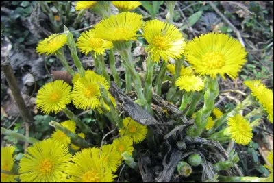 Quelle(s) est/sont l'/les utilisations dans LGDC du pas-d'&acirc;ne ?