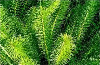 Quelle(s) est/sont l'/les utilisations dans LGDC de la pr&ecirc;le ?