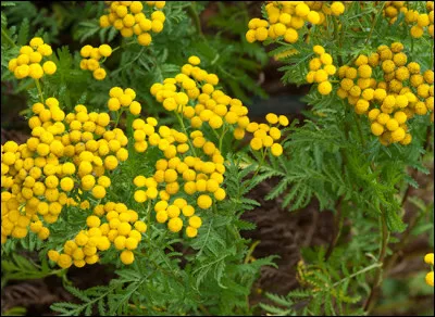 Quelle(s) est/sont l'/les utilisations dans LGDC de la tanaisie ?