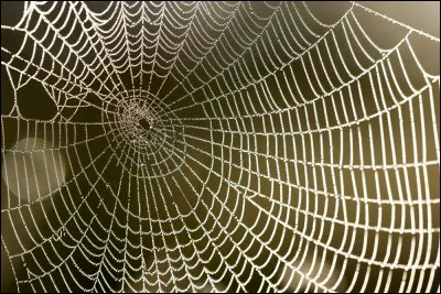 Quelle(s) est/sont l'/les utilisations dans LGDC des toiles d'araign&eacute;es ?