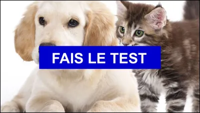 Et enfin, sur quoi fais-tu des quiz ? (Si tu en fais.)