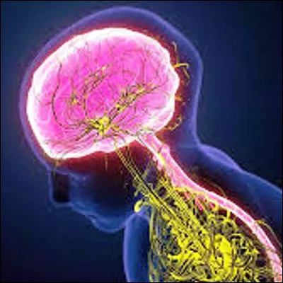 Quel est le nerf le plus long du corps humain ?