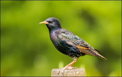 Connaissez-vous celui-ci ? On le trouve dans les jardins au printemps...