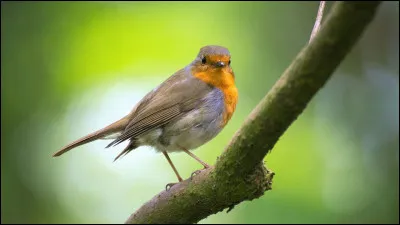 Connais-tu cet oiseau ?