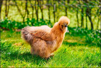 Et savez-vous quel est le surnom donné à ces poules