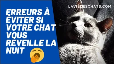 Ah les minous, mais la nuit, tous les chats sont [...].