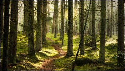 Aimes-tu la végétation ?