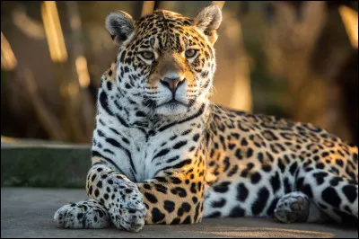 As-tu peur des animaux sauvages ?