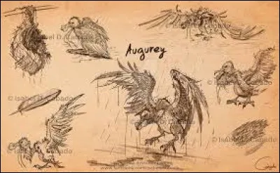 Le cri de l'Augurey est...