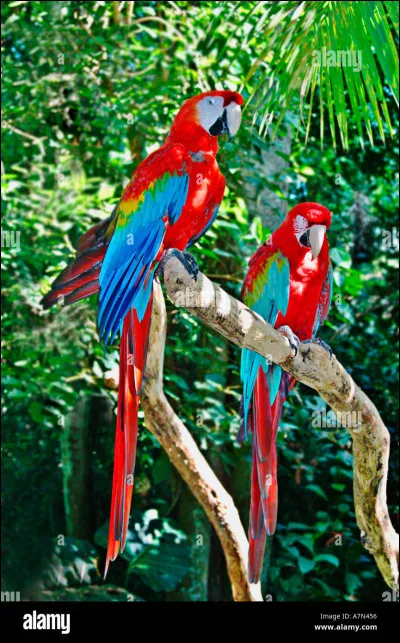 Ces animaux sont des...