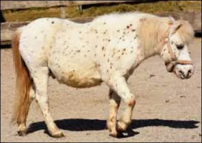 À quoi servent les transitions ? (pour le cavalier)