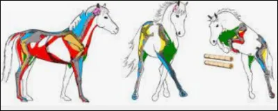 Cochez le groupe de muscles bien associé à sa couleur. (regardez la photo ci-contre)