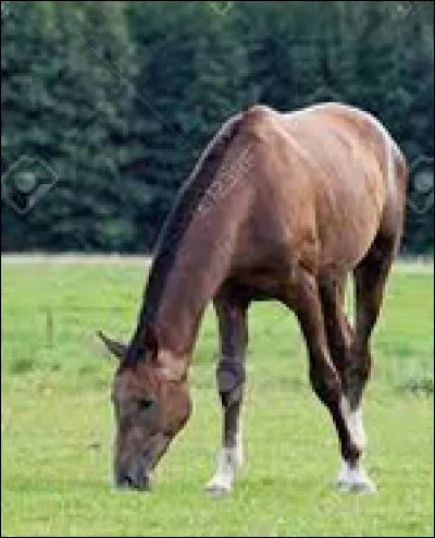 Combien de temps les aliments restent-ils dans l'estomac ?