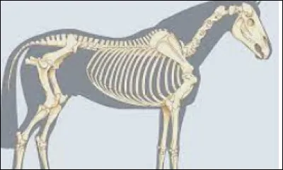 Il y a ... vertèbres dans le rachis du cheval dont ... vertèbres lombaires.