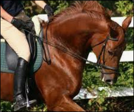 Quiz Equitation