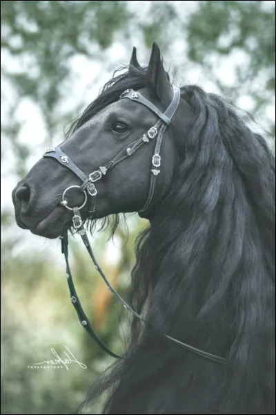 Clique sur l'information qui est fausse sur le frison.