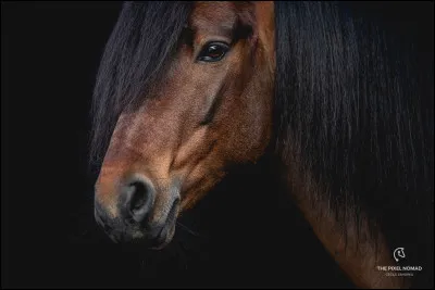 Le haflinger est très souvent pie noir.