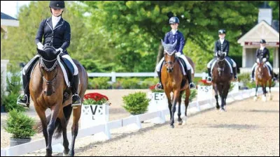 L'irish cob était autrefois utilisé pour tirer des roulottes habitées par leur propriétaire.