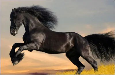 Quelle est cette race de cheval ?