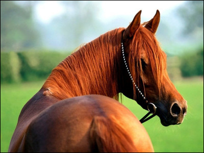 Ce cheval n’est pas marron. De quelle couleur est-il ?