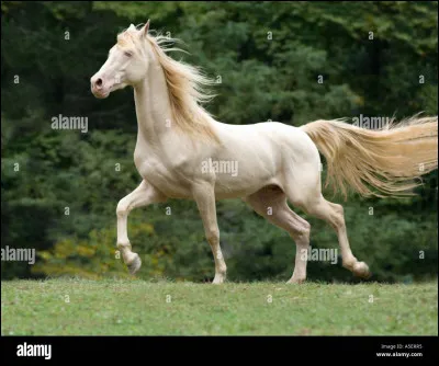 Ce cheval nest pas beige. De quelle couleur est-il ?