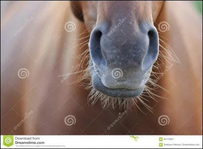 Ceci n’est pas un museau. Qu’est-ce que c’est ?