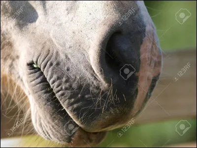 Ceci cest pas une gueule (comme les lions) mais cest