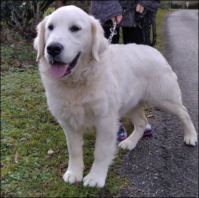 Quelle est cette race de chien ?