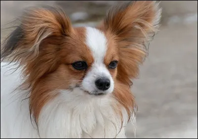 Quelle est cette race de chien ?