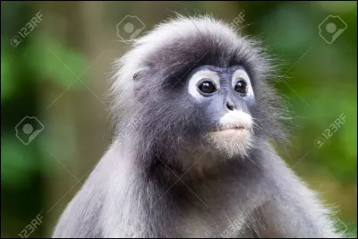 L'homme descend du singe.