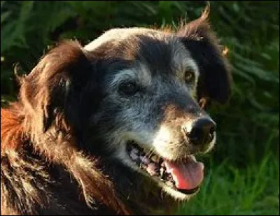 Il faut éviter d'adopter un chien adulte car il n'apprendra rien, ou alors très peu de choses.