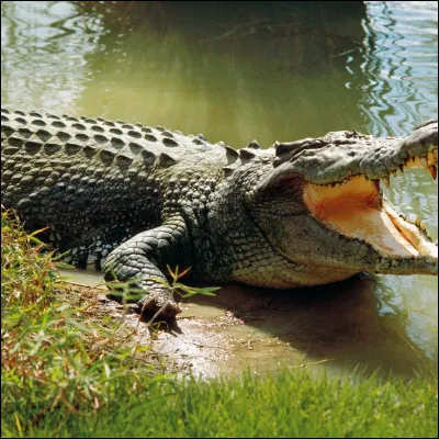 Les crocodiles ne peuvent pas tirer leur langue.