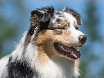 Le berger australien vient d'Australie.