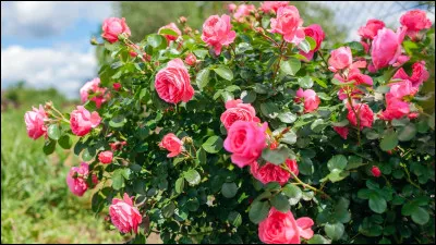 Combien de variétés de roses existe-t-il dans le monde ?