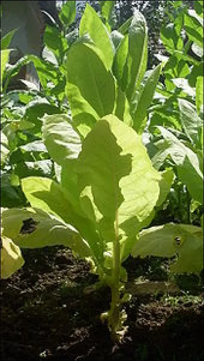 Que collectionne un buxidanicophile ?