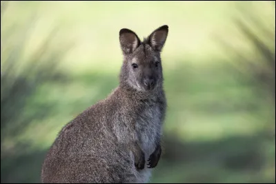 Quel est cet animal ?