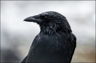 Quel est cet animal ?