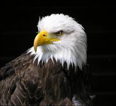 Quel est cet animal ?