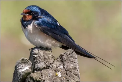 Quel est cet animal ?
