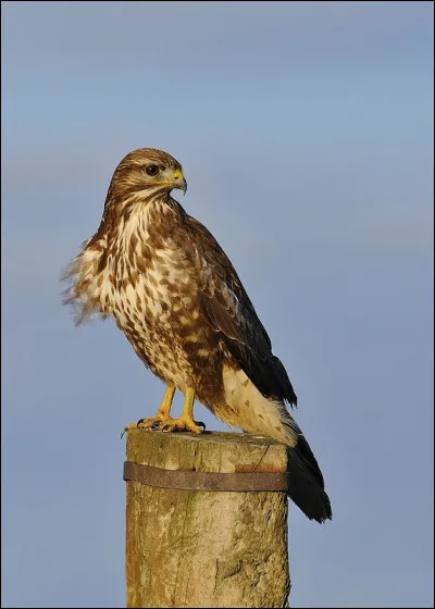 Quel est cet animal ?