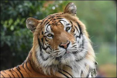 Quel est cet animal ?