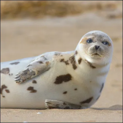 Quel est cet animal ?